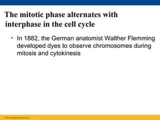 The mitotic phase alternates with
interphase in the cell cycle
• In 1882, the German anatomist Walther Flemming
developed dyes to observe chromosomes during
mitosis and cytokinesis

© 2011 Pearson Education, Inc.

 