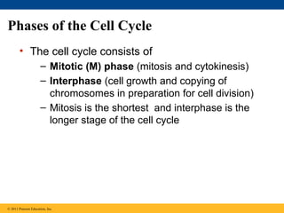 Phases of the Cell Cycle
• The cell cycle consists of
– Mitotic (M) phase (mitosis and cytokinesis)
– Interphase (cell growth and copying of
chromosomes in preparation for cell division)
– Mitosis is the shortest and interphase is the
longer stage of the cell cycle

© 2011 Pearson Education, Inc.

 