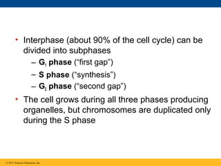 • Interphase (about 90% of the cell cycle) can be
divided into subphases
– G1 phase (“first gap”)
– S phase (“synthesis”)
– G2 phase (“second gap”)

• The cell grows during all three phases producing
organelles, but chromosomes are duplicated only
during the S phase

© 2011 Pearson Education, Inc.

 