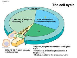 Figure 12.6

The cell cycle
INTERPHASE

S
G1, first part of interphase,
followed by S

(M)
P

sis

i

Mi
to

k
to
Cy
MIT
O

sis
ne

(DNA synthesis and
chromosome duplication)

G2

T
HAS IC
E

MITOTIC (M) PHASE, alternate
with interphase

• M phase, daughter cromosomes in daugther
nuclei.
• Cytokinesis, divide the cytoplasm into 2
daugther cells.
• Relative duration of the phases may vary.

 