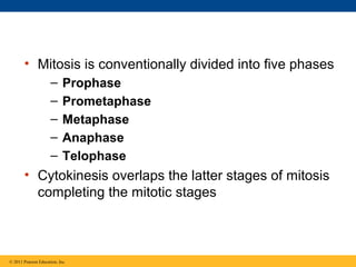 • Mitosis is conventionally divided into five phases
–
–
–
–
–

Prophase
Prometaphase
Metaphase
Anaphase
Telophase

• Cytokinesis overlaps the latter stages of mitosis
completing the mitotic stages

© 2011 Pearson Education, Inc.

 
