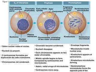 Figure 12.7a

G2 of Interphase

Centrosomes
(with centriole
pairs)

Prometaphase

Prophase

Fragments
Chromatin Early mitotic Aster
of nuclear
(duplicated) spindle
Centromere envelope

Plasma
membrane

Nucleolus
Nuclear
envelope

• Sobre nuclear rodea el núcleo.
• Nucleoli (s) present.
• 2 centrosomas formados por
duplicación de cada cromosoma.
• Chromosomes not condensed.

Chromosome, consisting
of two sister chromatids

Nonkinetochore
microtubules

Kinetochore

Kinetochore
microtubule

• Chromatin become condensed.

• Envelope fragments.

• Nucleoli dissapear.

• Microtubules invade
nuclear area.

• Each chromosome appears as two
sister chromatids.
• Mitotic spindle begins to form.
Composed by centrosomes and
microtubules.

• Kinetochore appears at
centromeres.
• Kinetochore microtubules
forming.

• Asters, radial arrays of microtubules. • Nonkinetochore
microtubules forms the
• Centrosomes move away.
opposite pole of the

 