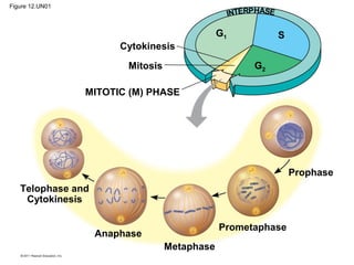 Figure 12.UN01

INTERPHASE

G1

S

Cytokinesis
G2

Mitosis
MITOTIC (M) PHASE

Prophase
Telophase and
Cytokinesis
Prometaphase

Anaphase
Metaphase

 