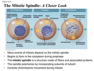 Figure 12.7a

The Mitotic Spindle: A Closer Look
G2 of Interphase
Centrosomes
(with centriole
pairs)

Chromatin
(duplicated)

Plasma
membrane

Nucleolus
Nuclear
envelope

•
•
•
•
•

Prometaphase

Prophase
Early mitotic
spindle

Aster
Centromere

Chromosome, consisting
of two sister chromatids

Fragments
of nuclear
envelope

Kinetochore

Nonkinetochore
microtubules

Kinetochore
microtubule

Many events of mitosis depend on the mitotic spindle
Begins to form in the cytoplasm during prophase
The mitotic spindle is a structure made of fibers and associated proteins
The spindle polymerize by incorporating subunits of tubulin
Controls chromosome movement during mitosis

 