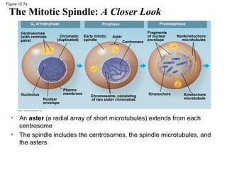 Figure 12.7a

The Mitotic Spindle: A Closer Look
G2 of Interphase
Centrosomes
(with centriole
pairs)

Chromatin
(duplicated)

Plasma
membrane

Nucleolus
Nuclear
envelope

•
•

Prometaphase

Prophase
Early mitotic
spindle

Aster
Centromere

Chromosome, consisting
of two sister chromatids

Fragments
of nuclear
envelope

Kinetochore

Nonkinetochore
microtubules

Kinetochore
microtubule

An aster (a radial array of short microtubules) extends from each
centrosome
The spindle includes the centrosomes, the spindle microtubules, and
the asters

 