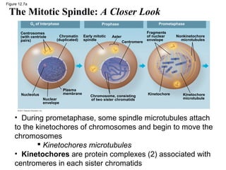 Figure 12.7a

The Mitotic Spindle: A Closer Look
G2 of Interphase
Centrosomes
(with centriole
pairs)

Chromatin
(duplicated)

Plasma
membrane

Nucleolus
Nuclear
envelope

Prometaphase

Prophase
Early mitotic
spindle

Aster
Centromere

Chromosome, consisting
of two sister chromatids

Fragments
of nuclear
envelope

Kinetochore

Nonkinetochore
microtubules

Kinetochore
microtubule

• During prometaphase, some spindle microtubules attach
to the kinetochores of chromosomes and begin to move the
chromosomes
 Kinetochores microtubules
• Kinetochores are protein complexes (2) associated with
centromeres in each sister chromatids

 