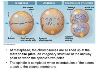 Figure 12.7b

Metaphase

Anaphase

Metaphase
plate

Spindle

Centrosome at
one spindle pole

Telophase and Cytokinesis
Cleavage
furrow

Daughter
chromosomes

Nucleolus
forming

Nuclear
envelope
forming

• At metaphase, the chromosomes are all lined up at the
metaphase plate, an imaginary structure at the midway
point between the spindle’s two poles
• The spindle is completed when microtubules of the asters
attach to the plasma membrane

 