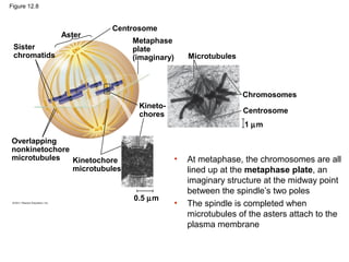 Figure 12.8

Aster

Centrosome

Sister
chromatids

Metaphase
plate
(imaginary)

Microtubules

Chromosomes
Kinetochores

Centrosome
1 µm

Overlapping
nonkinetochore
microtubules
Kinetochore
microtubules

•

0.5 µm

•

At metaphase, the chromosomes are all
lined up at the metaphase plate, an
imaginary structure at the midway point
between the spindle’s two poles
The spindle is completed when
microtubules of the asters attach to the
plasma membrane

 