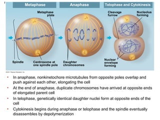 Figure 12.7b

Metaphase

Anaphase

Metaphase
plate

Spindle

•
•
•
•

Centrosome at
one spindle pole

Telophase and Cytokinesis
Cleavage
furrow

Daughter
chromosomes

Nucleolus
forming

Nuclear
envelope
forming

In anaphase, nonkinetochore microtubules from opposite poles overlap and
push against each other, elongating the cell
At the end of anaphase, duplicate chromosomes have arrived at opposite ends
of elongated parent cell
In telophase, genetically identical daughter nuclei form at opposite ends of the
cell
Cytokinesis begins during anaphase or telophase and the spindle eventually
disassembles by depolymerization

 