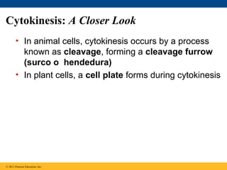 Cytokinesis: A Closer Look
• In animal cells, cytokinesis occurs by a process
known as cleavage, forming a cleavage furrow
(surco o hendedura)
• In plant cells, a cell plate forms during cytokinesis

© 2011 Pearson Education, Inc.

 