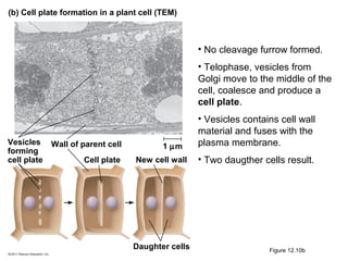 (b) Cell plate formation in a plant cell (TEM)

• No cleavage furrow formed.
• Telophase, vesicles from
Golgi move to the middle of the
cell, coalesce and produce a
cell plate.

Vesicles
forming
cell plate

Wall of parent cell
Cell plate

1 µm
New cell wall

Daughter cells

• Vesicles contains cell wall
material and fuses with the
plasma membrane.
• Two daugther cells result.

Figure 12.10b

 