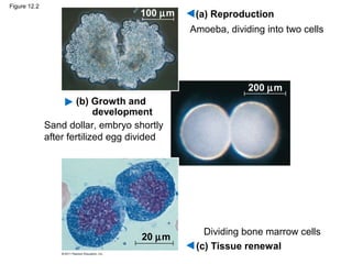 Figure 12.2

100 µm

(a) Reproduction
Amoeba, dividing into two cells

200 µm
(b) Growth and
development
Sand dollar, embryo shortly
after fertilized egg divided

20 µm

Dividing bone marrow cells
(c) Tissue renewal

 
