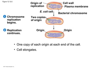 Figure 12.12-2

Origin of
replication
E. coli cell

1 Chromosome
replication
begins.
2 Replication
continues.

Cell wall
Plasma membrane
Bacterial chromosome

Two copies
of origin

Origin

Origin

• One copy of each origin at each end of the cell.
• Cell elongates.

 