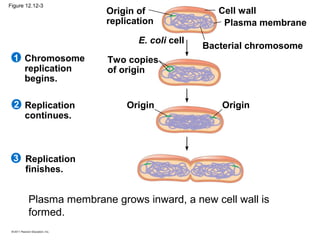 Figure 12.12-3

Origin of
replication
E. coli cell

1 Chromosome
replication
begins.
2 Replication
continues.

Cell wall
Plasma membrane
Bacterial chromosome

Two copies
of origin

Origin

Origin

3 Replication
finishes.

Plasma membrane grows inward, a new cell wall is
formed.

 