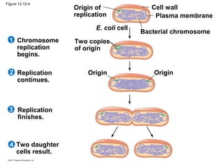 Figure 12.12-4

Origin of
replication
E. coli cell

1 Chromosome
replication
begins.
2 Replication
continues.

3 Replication
finishes.

4 Two daughter
cells result.

Cell wall
Plasma membrane
Bacterial chromosome

Two copies
of origin

Origin

Origin

 