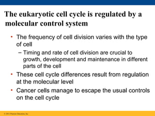 The eukaryotic cell cycle is regulated by a
molecular control system
• The frequency of cell division varies with the type
of cell
– Timing and rate of cell division are crucial to
growth, development and maintenance in different
parts of the cell

• These cell cycle differences result from regulation
at the molecular level
• Cancer cells manage to escape the usual controls
on the cell cycle
© 2011 Pearson Education, Inc.

 