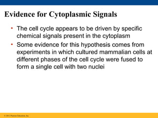 Evidence for Cytoplasmic Signals
• The cell cycle appears to be driven by specific
chemical signals present in the cytoplasm
• Some evidence for this hypothesis comes from
experiments in which cultured mammalian cells at
different phases of the cell cycle were fused to
form a single cell with two nuclei

© 2011 Pearson Education, Inc.

 