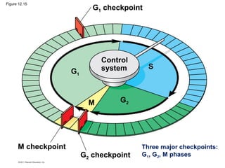 Figure 12.15

G1 checkpoint

Control
system

G1

M

M checkpoint

S

G2

G2 checkpoint

Three major checkpoints:
G1, G2, M phases

 