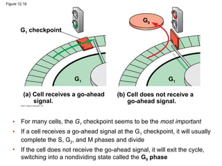 Figure 12.16

G0
G1 checkpoint

G1
(a) Cell receives a go-ahead
signal.

G1
(b) Cell does not receive a
go-ahead signal.

•

For many cells, the G1 checkpoint seems to be the most important

•

If a cell receives a go-ahead signal at the G1 checkpoint, it will usually
complete the S, G2, and M phases and divide

•

If the cell does not receive the go-ahead signal, it will exit the cycle,
switching into a nondividing state called the G0 phase

 