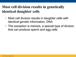 Most cell division results in genetically
identical daughter cells
• Most cell division results in daughter cells with
identical genetic information, DNA
• The exception is meiosis, a special type of division
that can produce sperm and egg cells

© 2011 Pearson Education, Inc.

 