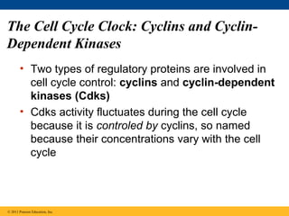 The Cell Cycle Clock: Cyclins and CyclinDependent Kinases
• Two types of regulatory proteins are involved in
cell cycle control: cyclins and cyclin-dependent
kinases (Cdks)
• Cdks activity fluctuates during the cell cycle
because it is controled by cyclins, so named
because their concentrations vary with the cell
cycle

© 2011 Pearson Education, Inc.

 
