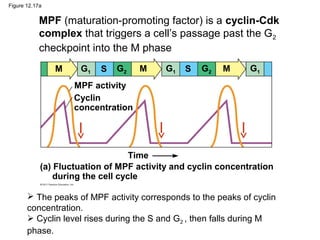 Figure 12.17a

MPF (maturation-promoting factor) is a cyclin-Cdk
complex that triggers a cell’s passage past the G2
checkpoint into the M phase
M

G1

S

G2

M

G1

S

G2

M

G1

MPF activity
Cyclin
concentration

Time
(a) Fluctuation of MPF activity and cyclin concentration
during the cell cycle
 The peaks of MPF activity corresponds to the peaks of cyclin
concentration.
 Cyclin level rises during the S and G2 , then falls during M
phase.

 