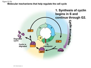 Figure 12.17b

Molecular mechanisms that help regulate the cell cycle

S

G

1

1. Synthesis of cyclin
begins in S and
continue through G2.

Cdk

Degraded
cyclin
Cyclin is
degraded

M
G2

Cdk

G2
checkpoint
MPF

Cyclin

 