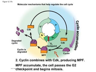 Figure 12.17b

Molecular mechanisms that help regulate the cell cycle

G

1

S

Cdk
M
G2

Degraded
cyclin

G2
checkpoint

Cyclin is
degraded
MPF

Cdk

Cyclin

2. Cyclin combines with Cdk, producing MPF.
MPF accumulate, the cell passes the G2
checkpoint and begins mitosis.

 