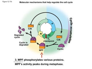 Molecular mechanisms that help regulate the cell cycle

1

S

G

Figure 12.17b

Cdk
Degraded
cyclin
Cyclin is
degraded

M
G2

G2
checkpoint

MPF

Cdk

Cyclin

3. MPF phosphorylates various proteins.
MPF’s activity peaks during metaphase.

 