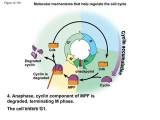 Molecular mechanisms that help regulate the cell cycle

S

G

1

Figure 12.17b

Cdk
Degraded
cyclin
Cyclin is
degraded

M
G2

G2
checkpoint

MPF

4. Anaphase, cyclin component of MPF is
degraded, terminating M phase.
The cell enters G1.

Cdk

Cyclin

 