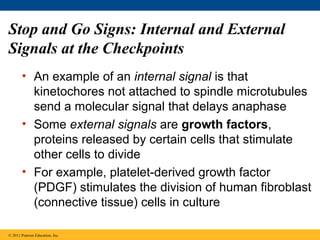 Stop and Go Signs: Internal and External
Signals at the Checkpoints
• An example of an internal signal is that
kinetochores not attached to spindle microtubules
send a molecular signal that delays anaphase
• Some external signals are growth factors,
proteins released by certain cells that stimulate
other cells to divide
• For example, platelet-derived growth factor
(PDGF) stimulates the division of human fibroblast
(connective tissue) cells in culture
© 2011 Pearson Education, Inc.

 