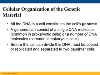Cellular Organization of the Genetic
Material
• All the DNA in a cell constitutes the cell’s genome
• A genome can consist of a single DNA molecule
(common in prokaryotic cells) or a number of DNA
molecules (common in eukaryotic cells)
• Before the cell can divide this DNA must be copied
or replicated and separated to two daughter cells

© 2011 Pearson Education, Inc.

 