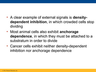 • A clear example of external signals is densitydependent inhibition, in which crowded cells stop
dividing
• Most animal cells also exhibit anchorage
dependence, in which they must be attached to a
substratum in order to divide
• Cancer cells exhibit neither density-dependent
inhibition nor anchorage dependence

© 2011 Pearson Education, Inc.

 