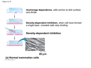 Figure 12.19

Anchorage dependence, cells anchor to dish surface
and divide.

Density-dependent inhibition, when cell have formed
a single layer, crowded cells stop dividing

Density-dependent inhibition

20 µm
(a) Normal mammalian cells

 