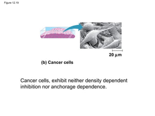 Figure 12.19

20 µm
(b) Cancer cells

Cancer cells, exhibit neither density dependent
inhibition nor anchorage dependence.

 