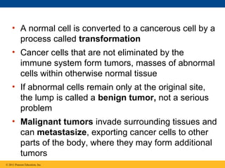 • A normal cell is converted to a cancerous cell by a
process called transformation
• Cancer cells that are not eliminated by the
immune system form tumors, masses of abnormal
cells within otherwise normal tissue
• If abnormal cells remain only at the original site,
the lump is called a benign tumor, not a serious
problem
• Malignant tumors invade surrounding tissues and
can metastasize, exporting cancer cells to other
parts of the body, where they may form additional
tumors
© 2011 Pearson Education, Inc.

 