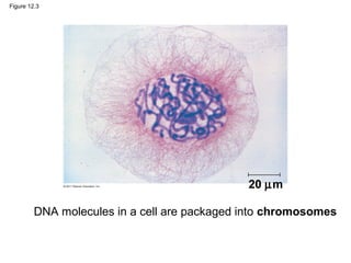 Figure 12.3

20 µm
DNA molecules in a cell are packaged into chromosomes

 