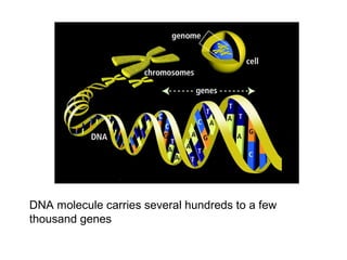 DNA molecule carries several hundreds to a few
thousand genes

 