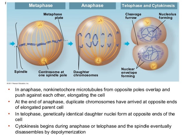 The Cell Cycle