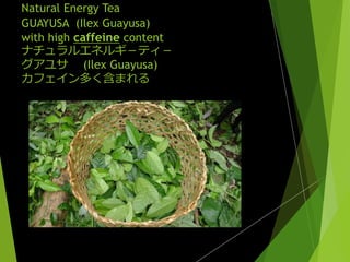 Natural Energy Tea
GUAYUSA (Ilex Guayusa)
with high caffeine content
ʥ륨ͥ륮ƥ
極 (Ilex Guayusa)
եयޤ
 
