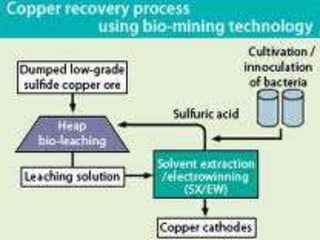Bioleaching | PPTX