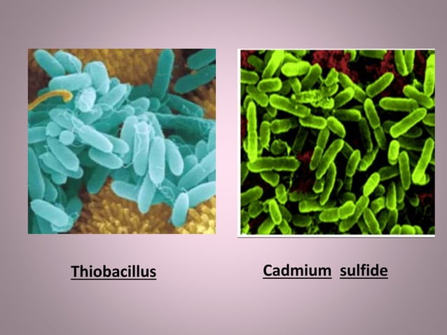 Bioleaching of iron, copper, gold. uranium | PPTX | Geology | Science