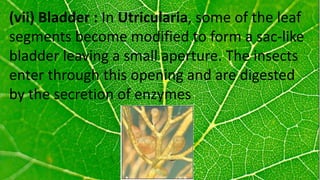 Insect Bladder Bio leaf by Joel R | PPTX