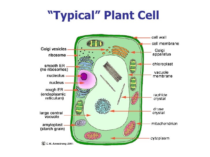 Bio lec1
