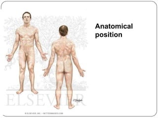 Anatomical
position
 