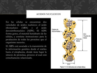 En las células se encuentran dos
variedades de ácidos nucleicos: el ácido
ribonucleico (ARN) y el ácido
desoxirribonucleico (ADN). El ADN
forma genes, el material hereditario de las
células, y contiene instrucciones para la
producción de todas las proteínas que el
organismo necesita.
El ARN está asociado a la transmisión de
la información genética desde el núcleo
hacia el citoplasma, donde tiene lugar la
síntesis de proteínas, proceso al cual está
estrechamente relacionado.
ACIDOS NUCLEICOS
 