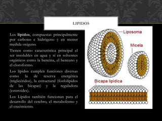 Los lípidos, compuestas principalmente
por carbono e hidrógeno y en menor
medida oxígeno.
Tienen como característica principal el
ser insolubles en agua y sí en solventes
orgánicos como la bencina, el benceno y
el cloroformo.
Los lípidos cumplen funciones diversas
como la de reserva energética
(triglicéridos), la estructural (fosfolípidos
de las bicapas) y la reguladora
(esteroides).
Los Lípidos también funcionan para el
desarrollo del cerebro, el metabolismo y
el crecimiento.
LIPIDOS
 