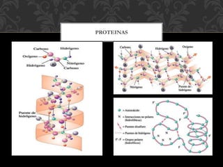 PROTEINAS
 