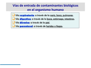 Vías de entrada de contaminantes biológicos
          en el organismo humano
 Vía respiratoria: a través de la nariz, boc...