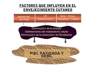 FACTORES QUE INFLUYEN EN EL
   ENVEJECIMIENTO CUTANEO
Agresiones           UV             Dieta – Stress -
 químicas       Contaminació n    Cansancio - Tabaco


            Disminució n de la energía
     Debilitamiento del metabolismo celular
  Disminució n de la producció n de fibroblastos




             PIEL FATIGADA Y
                  DEBIL
 